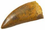 Serrated Carcharodontosaurus Tooth - Huge Dinosaur Tooth #336063-1